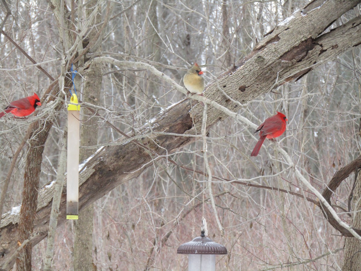 Northern Cardinal - ML136802451