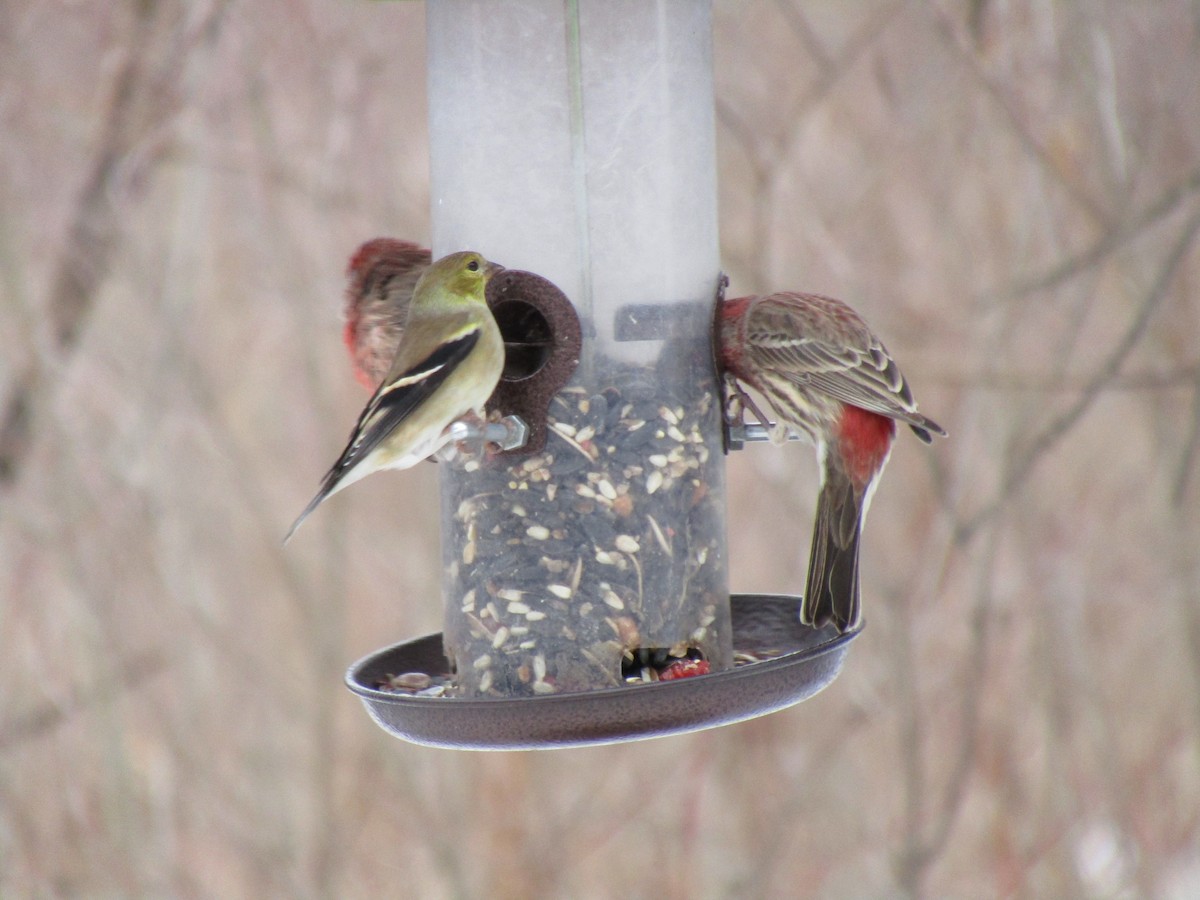 American Goldfinch - ML136802571