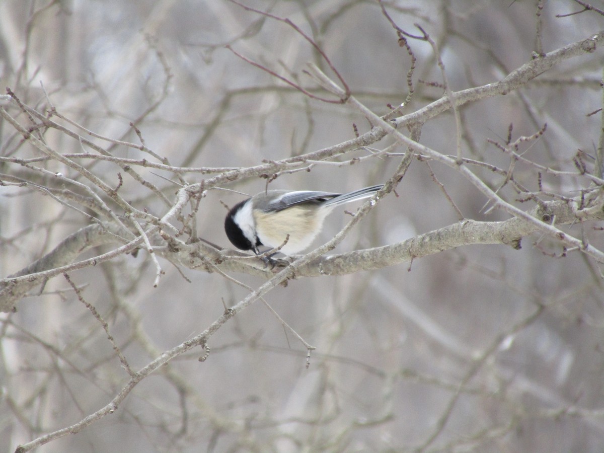 Black-capped Chickadee - ML136802811