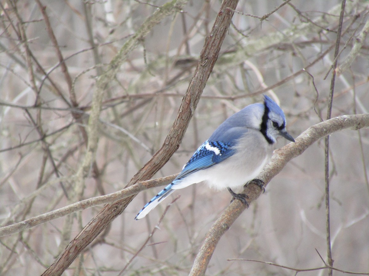 Blue Jay - Kathy Haase