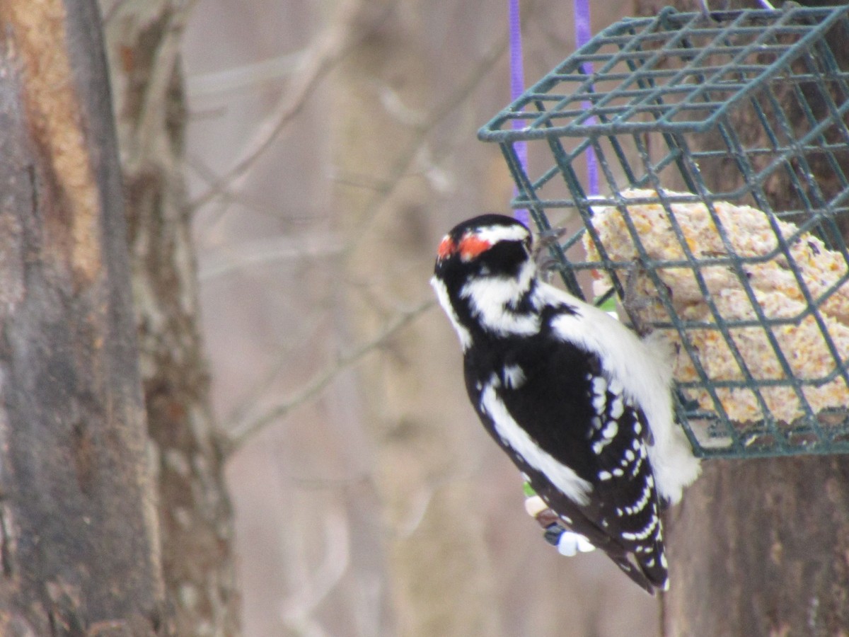 Hairy Woodpecker - Kathy Haase