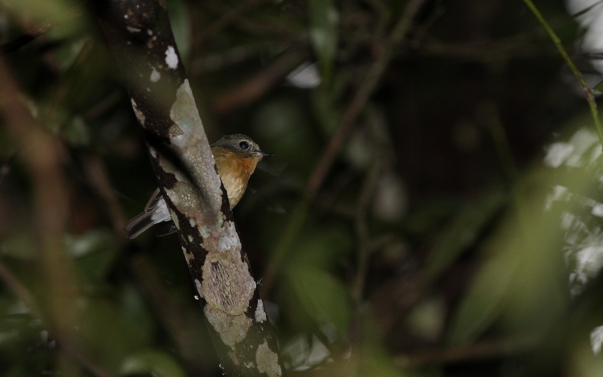 Snowy-browed Flycatcher - Christoph Moning