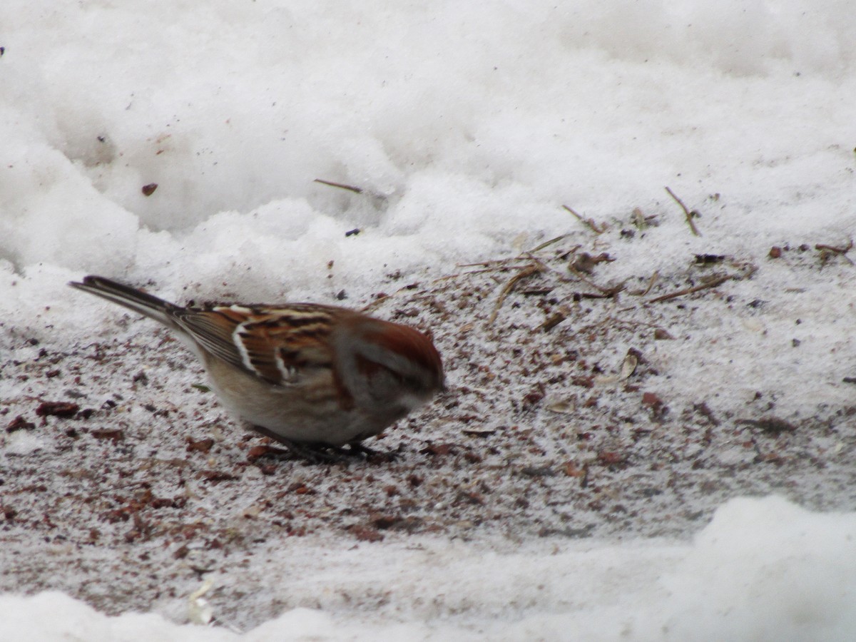 American Tree Sparrow - ML136803031