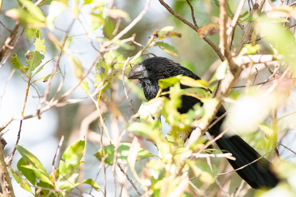 Smooth-billed Ani - ML136803301