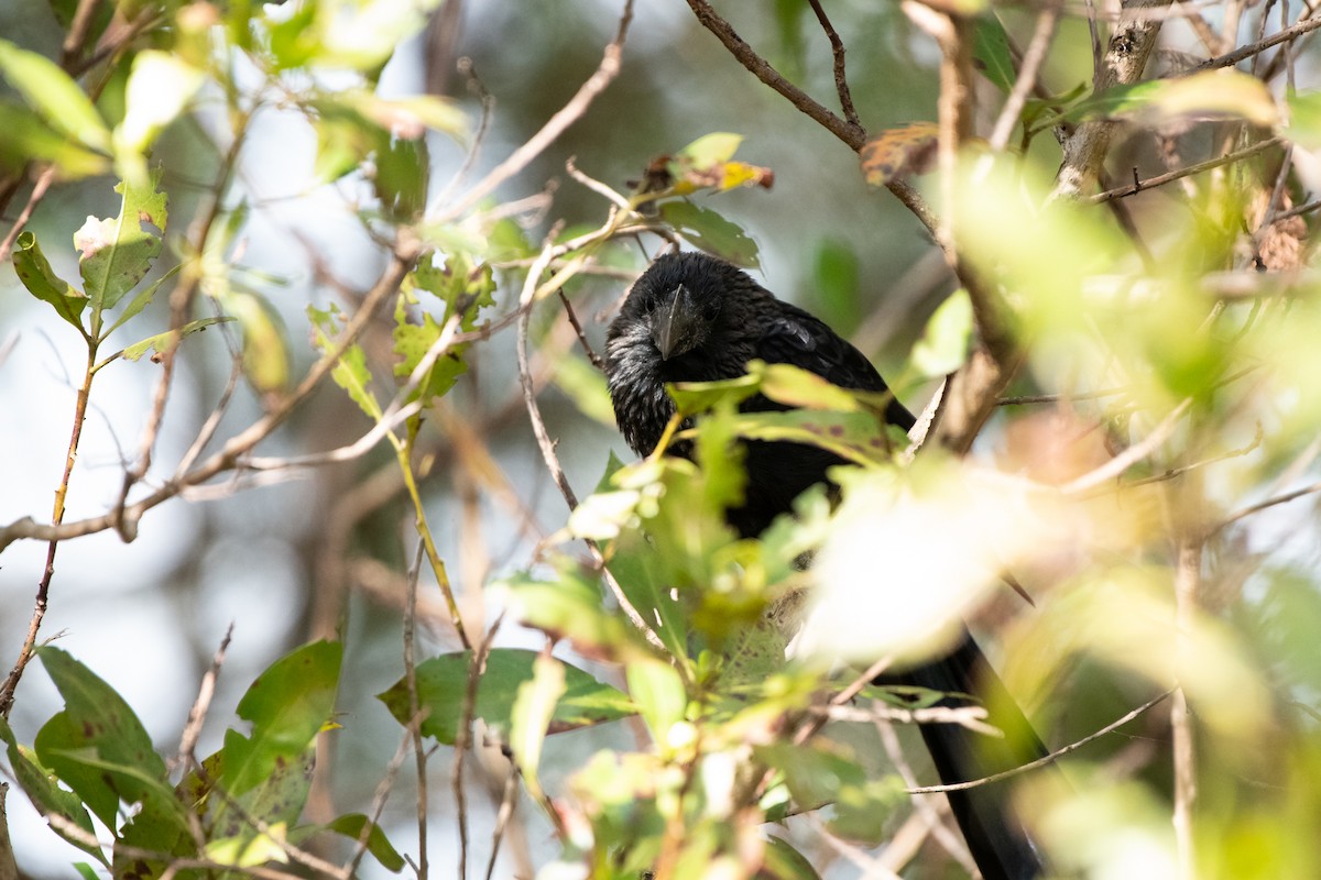 Smooth-billed Ani - ML136803371