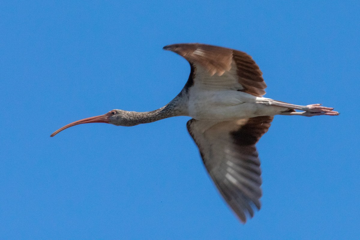 White Ibis - Steve McInnis