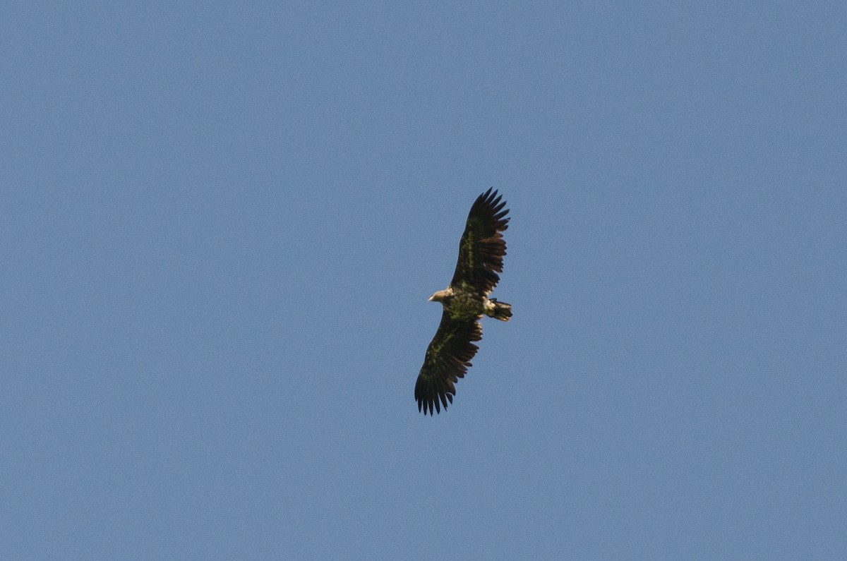 White-tailed Eagle - ML136804821