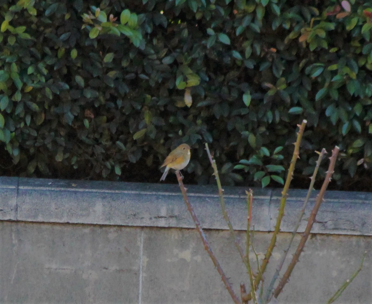Red-flanked Bluetail - ML136806411