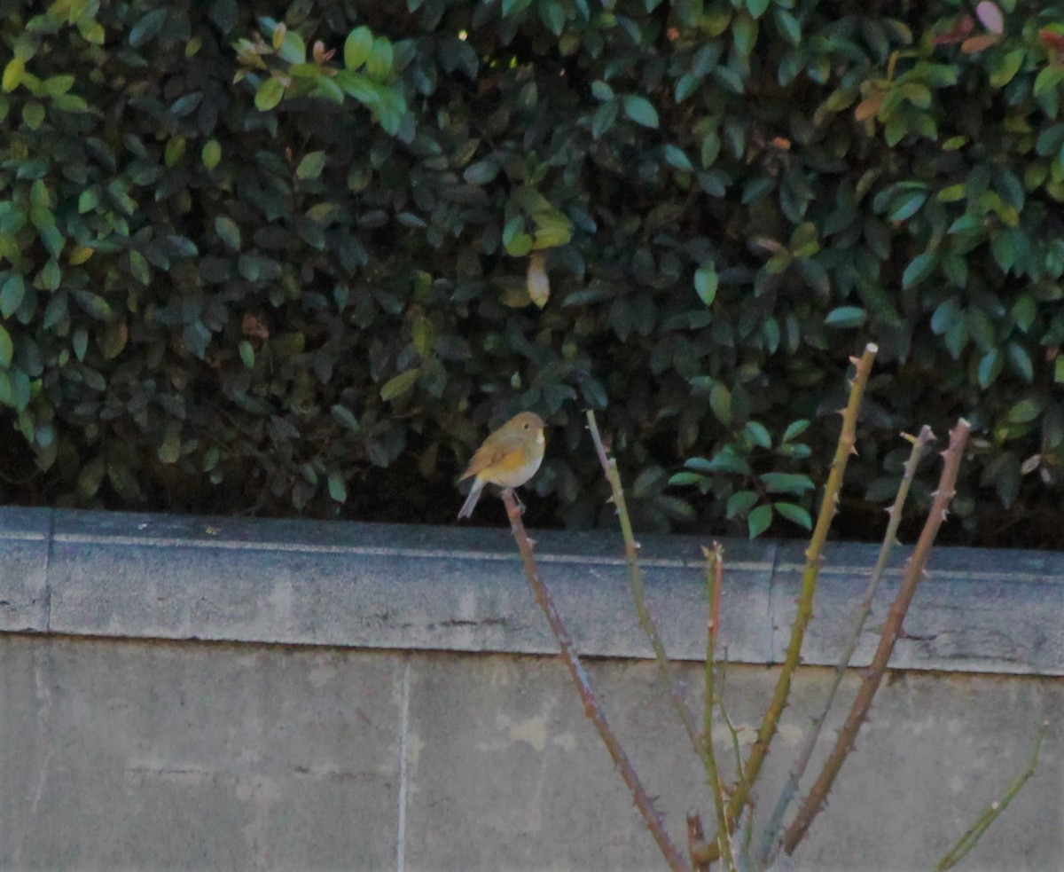 Robin à flancs roux - ML136806411