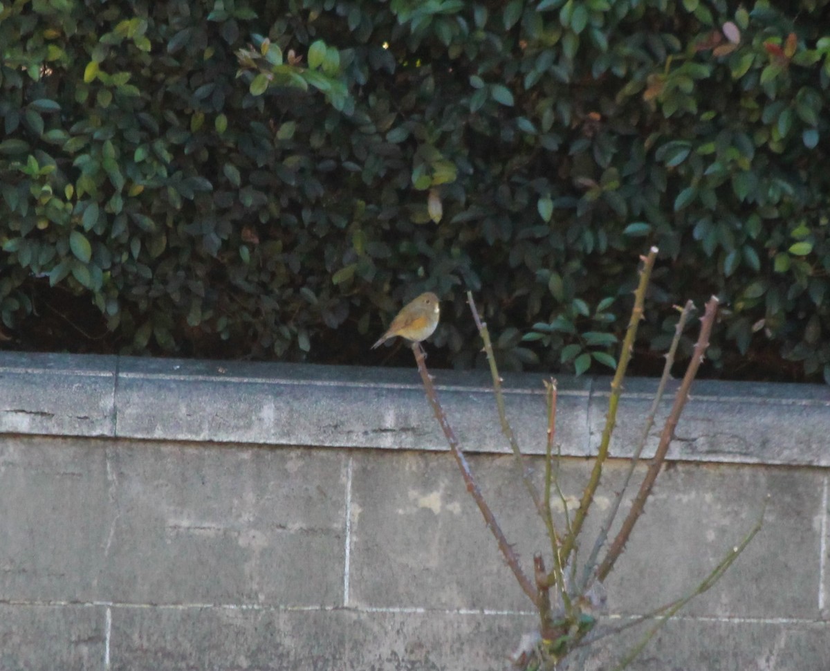 Red-flanked Bluetail - ML136806421