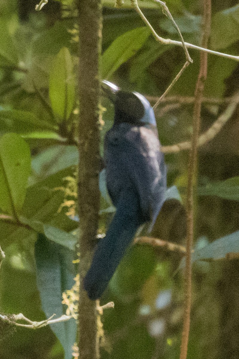 Azure-hooded Jay - ML136807891