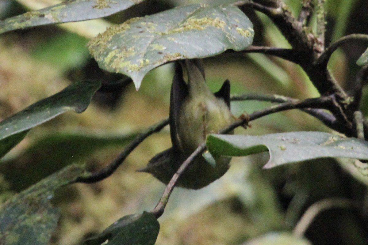 Plain Antvireo - Malinda Chapman