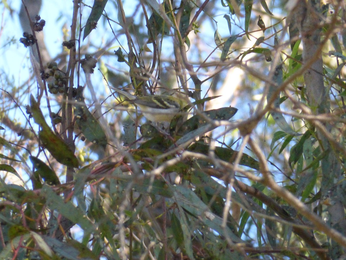 Chestnut-sided Warbler - ML136809941