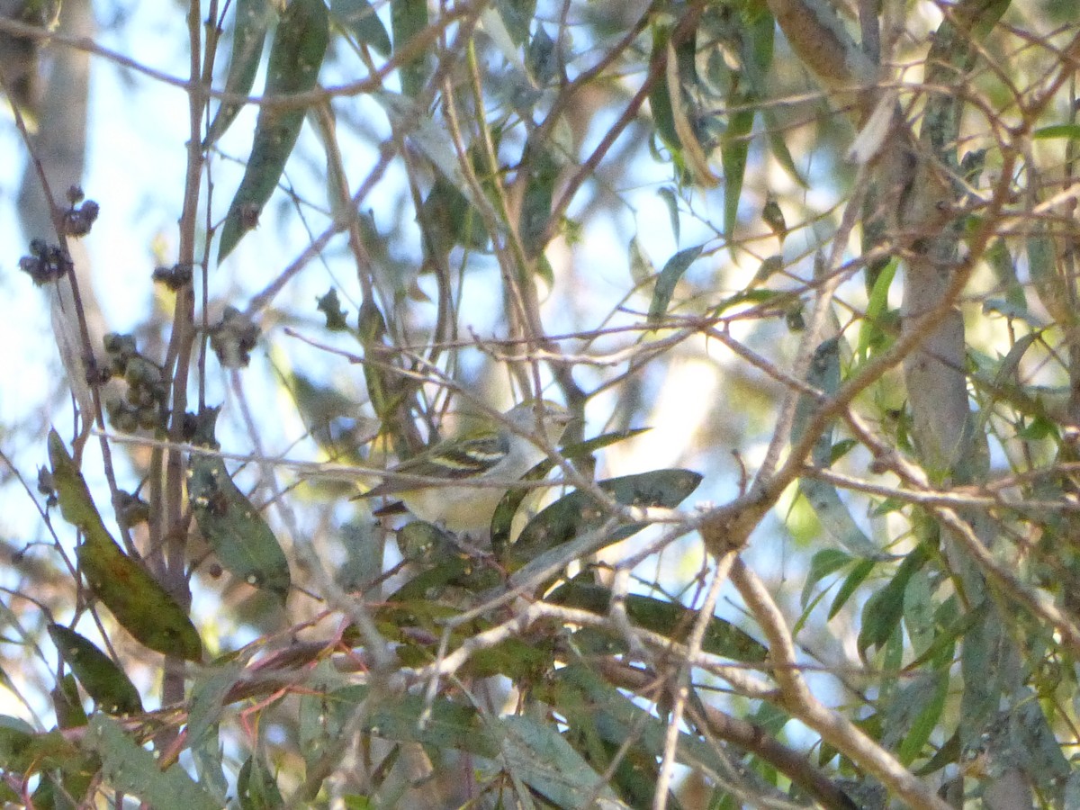 Chestnut-sided Warbler - ML136809951