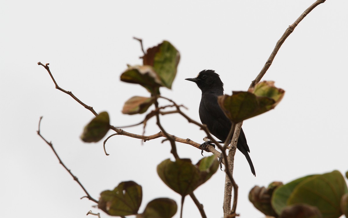 White-fronted Black-Chat - ML136810341