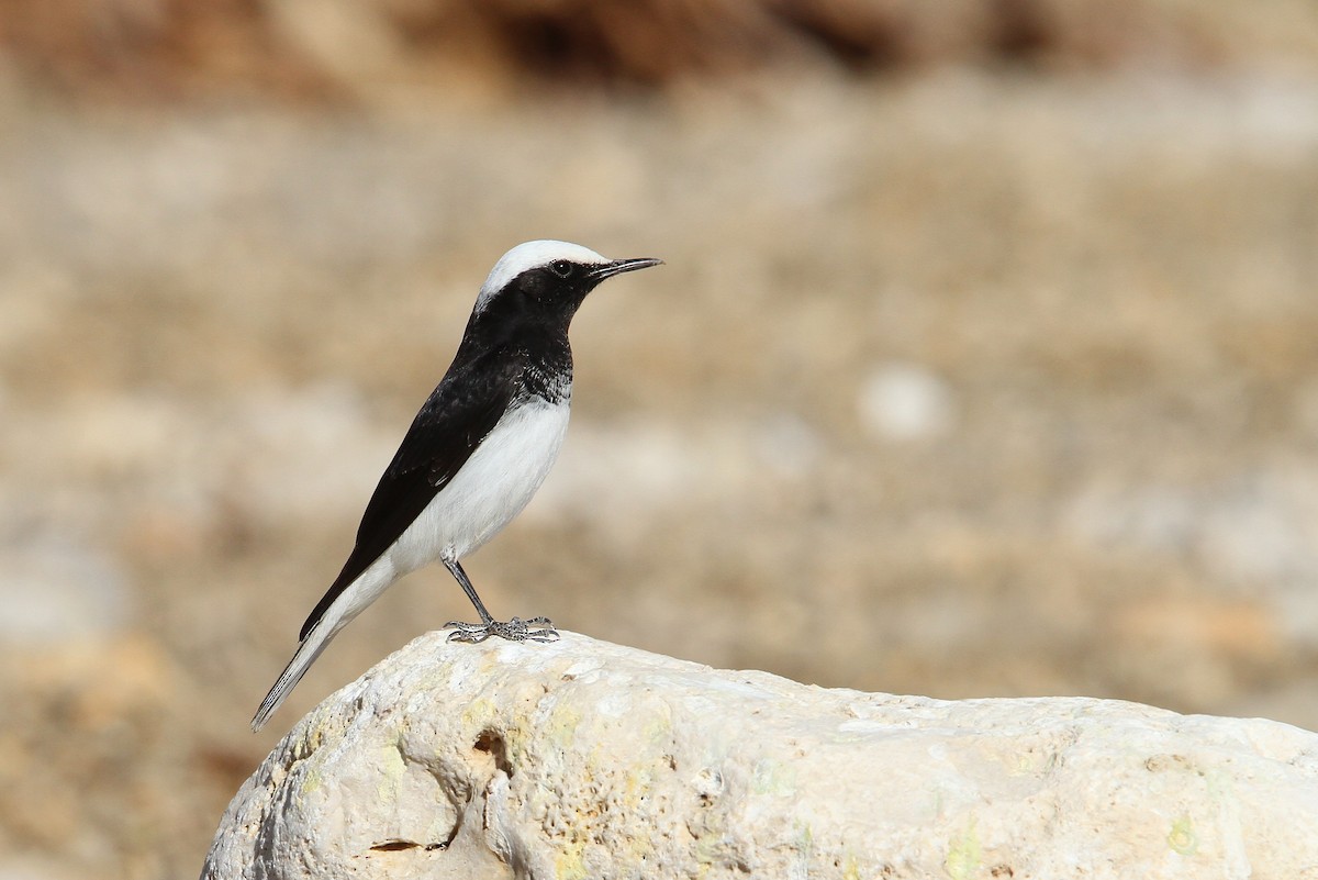 Hooded Wheatear - ML136811481