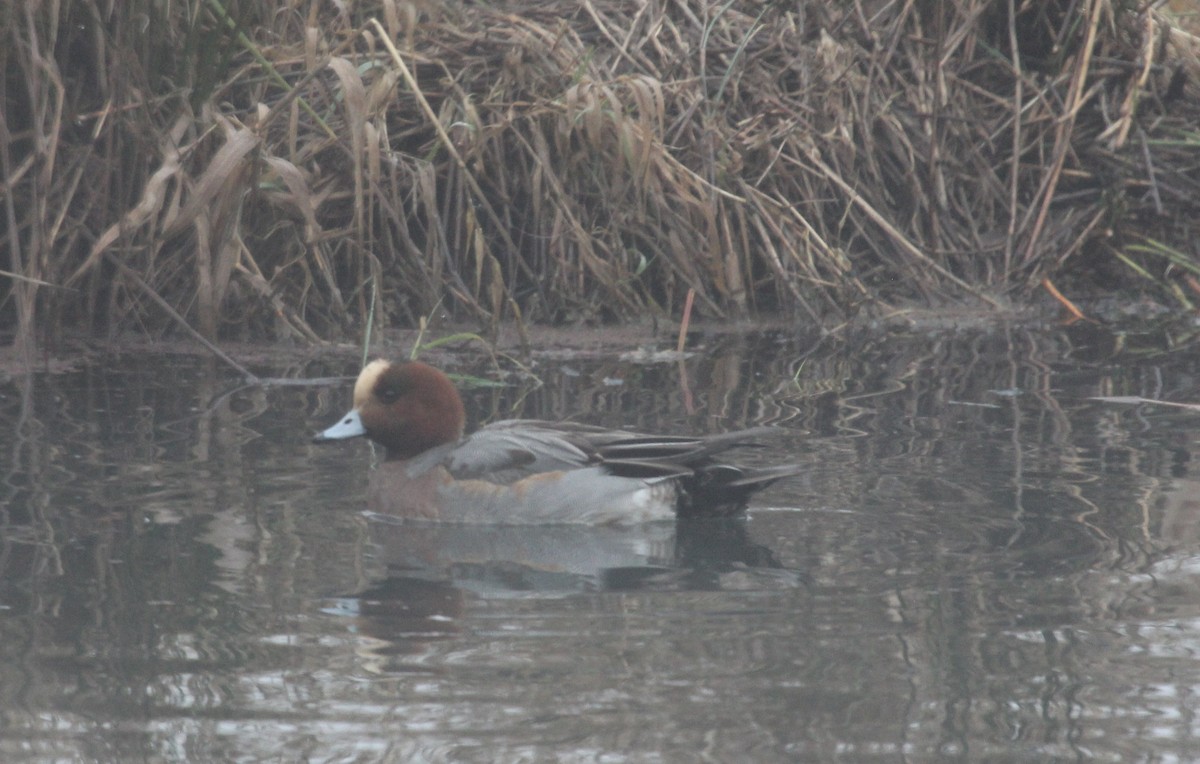 Eurasian Wigeon - ML136812041