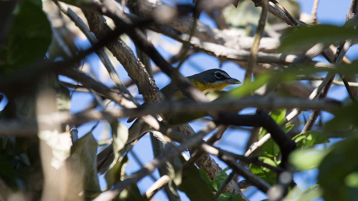 Yellow-breasted Chat - Aquiles Brinco