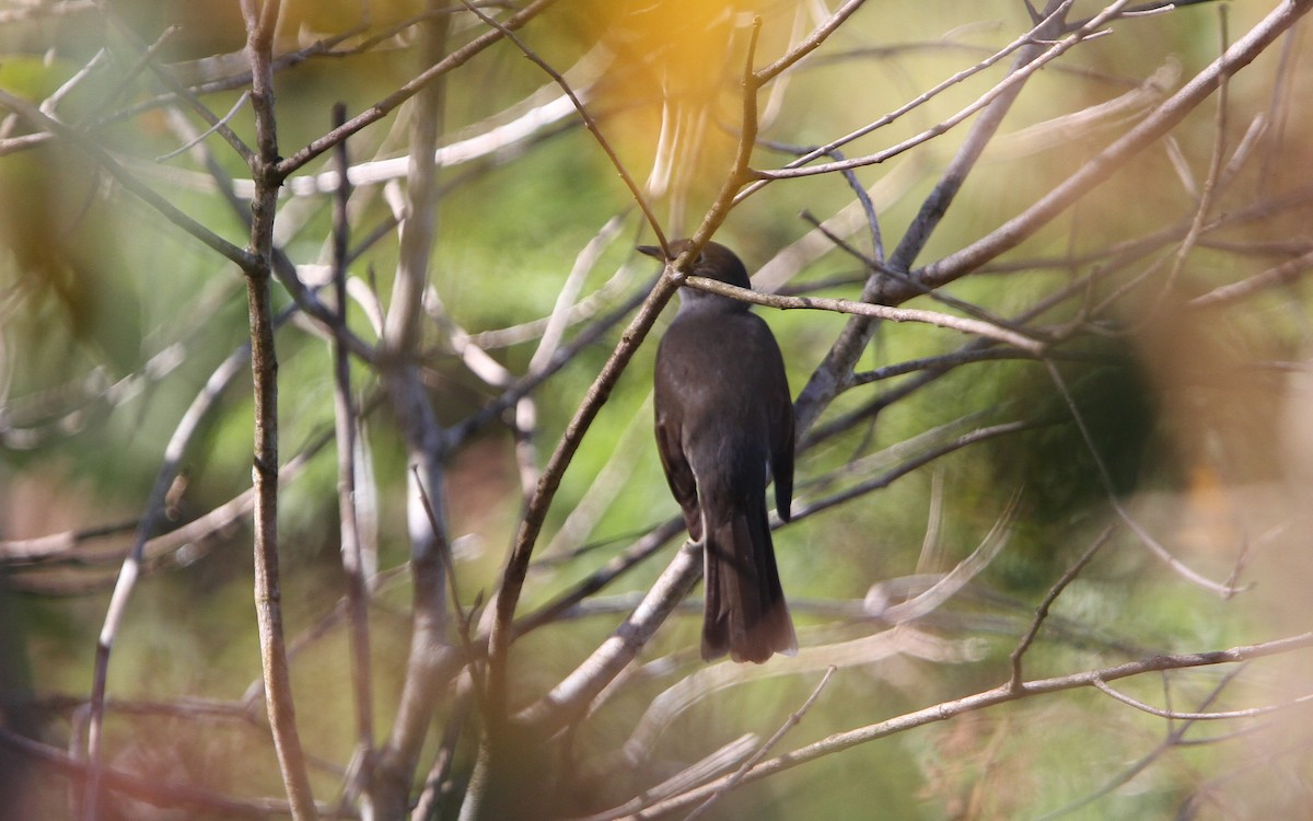 Cuban Solitaire - ML136814461