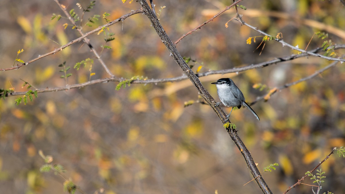 White-lored Gnatcatcher - Aquiles Brinco