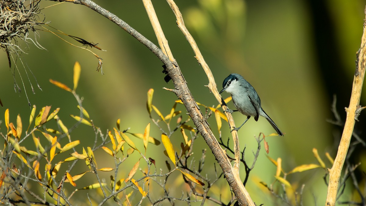 White-lored Gnatcatcher - ML136814661