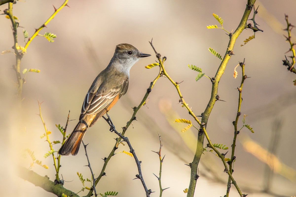 Ash-throated Flycatcher - ML136814961