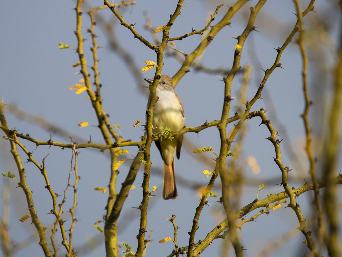 Ash-throated Flycatcher - Aquiles Brinco