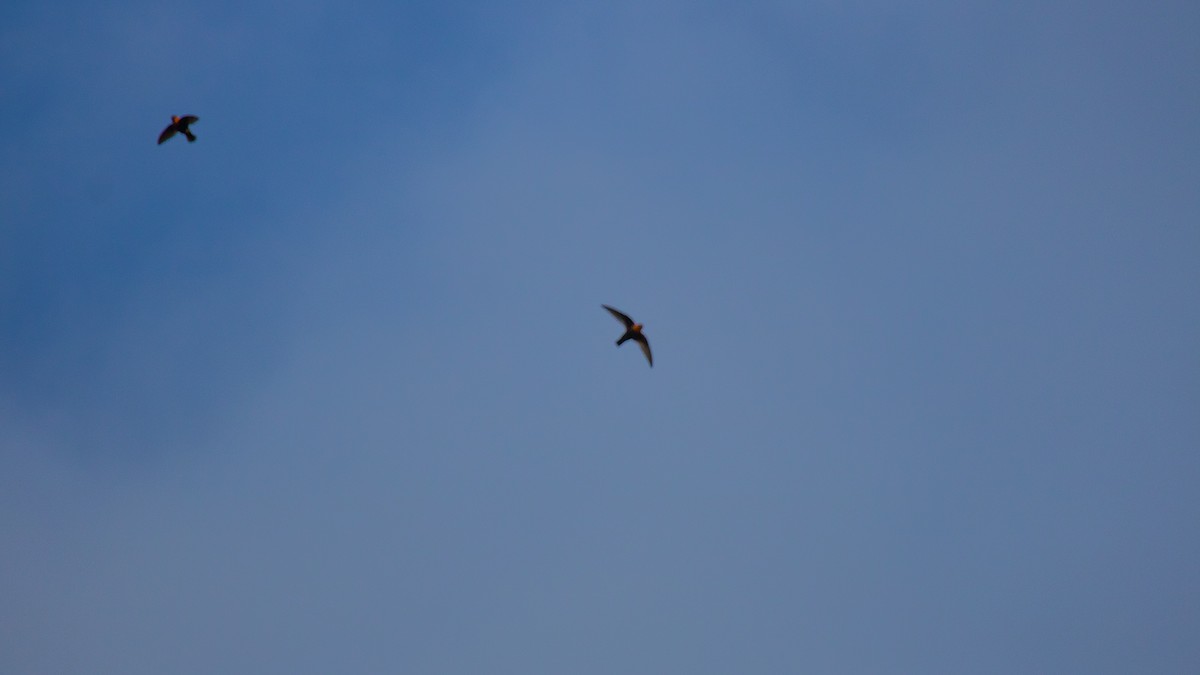 Chestnut-collared Swift - Aquiles Brinco