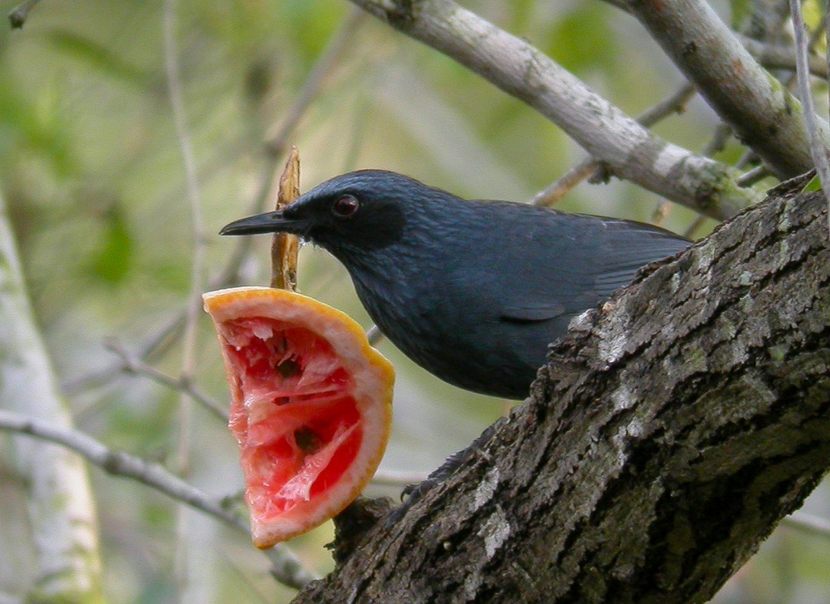 Blue Mockingbird - ML136815261