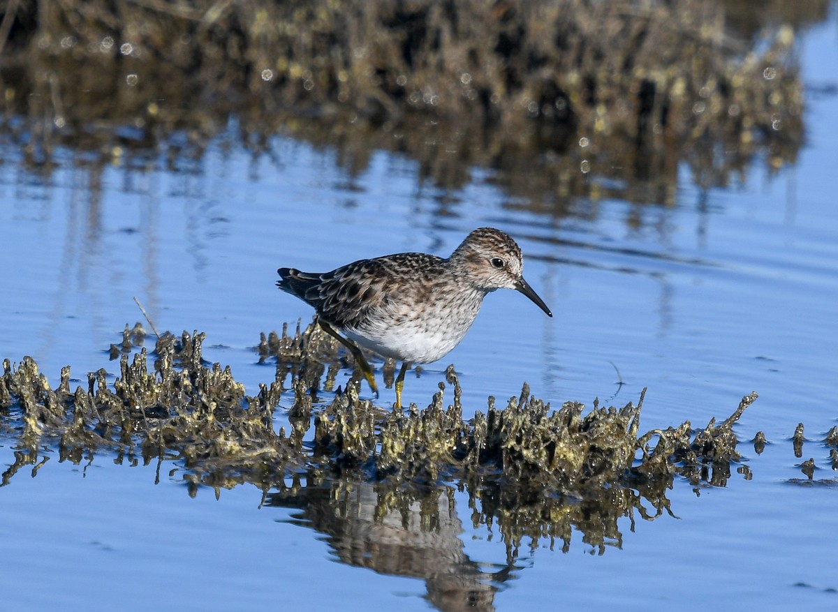 Least Sandpiper - ML136818051