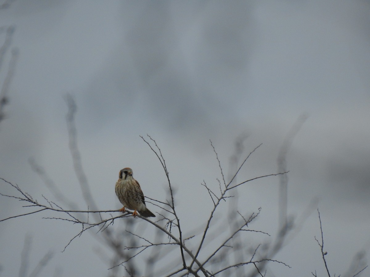 American Kestrel - Kevin Long