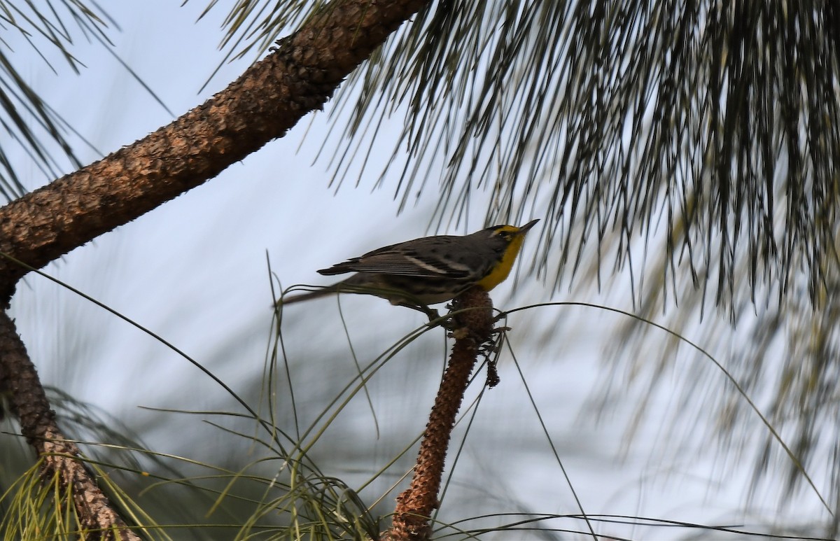 Grace's Warbler - ML136821231