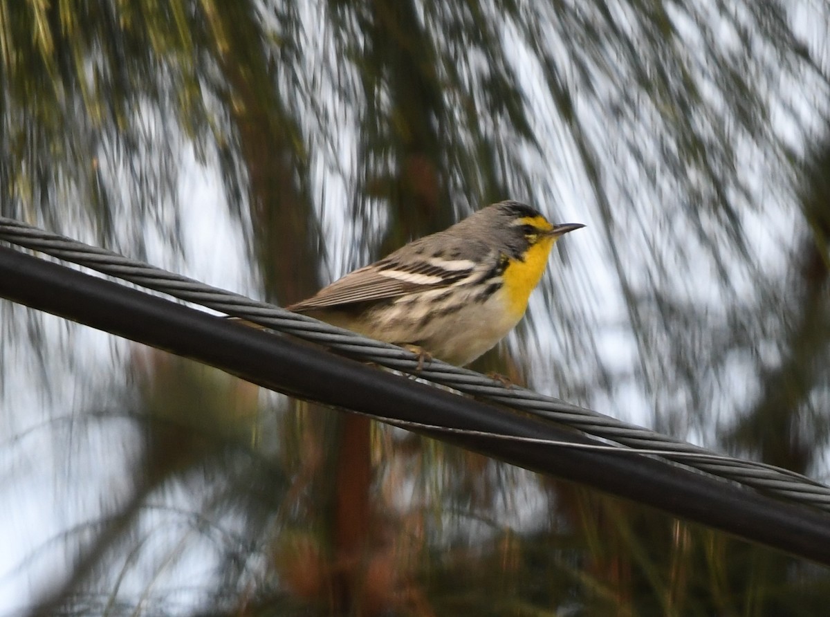 Grace's Warbler - ML136821601