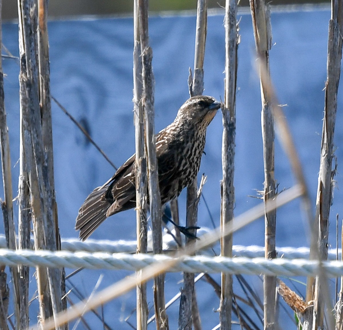 Red-winged Blackbird - ML136821721