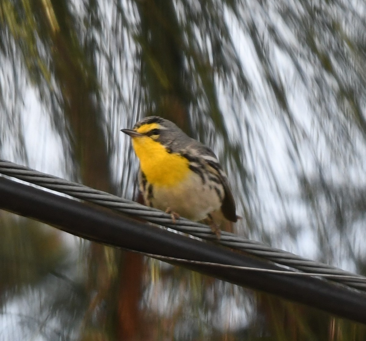 Grace's Warbler - ML136821851