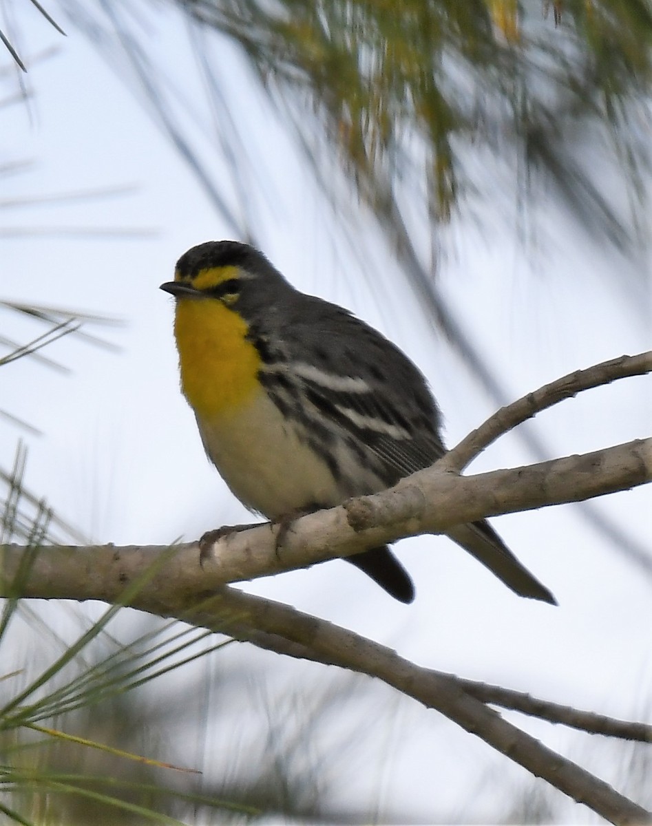 Grace's Warbler - ML136821931