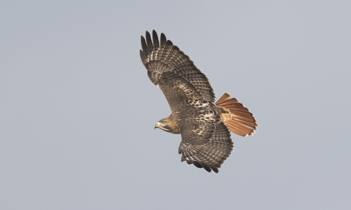 Red-tailed Hawk (borealis) - Brian Sullivan