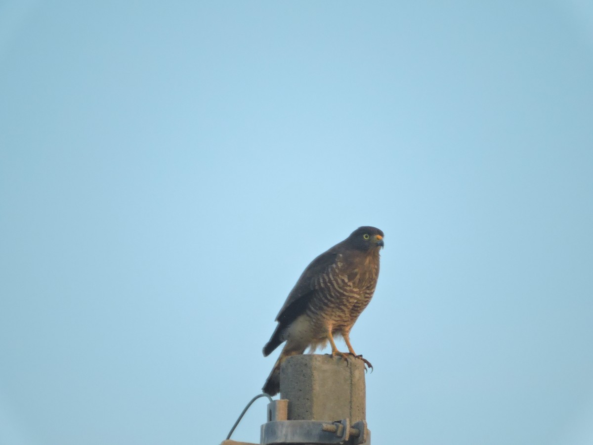 Roadside Hawk - ML136826251