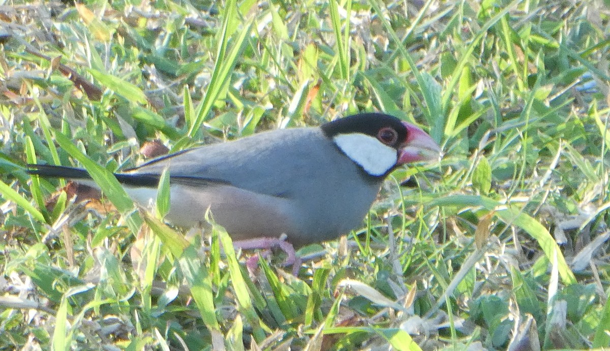 Java Sparrow - Greenbelt  Marc