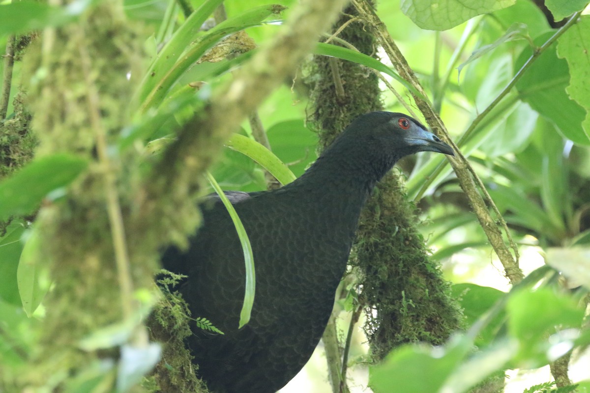 Schwarzguan - ML136827441