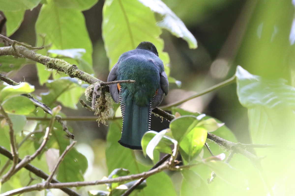 Jungferntrogon (aurantiiventris/underwoodi) - ML136828371