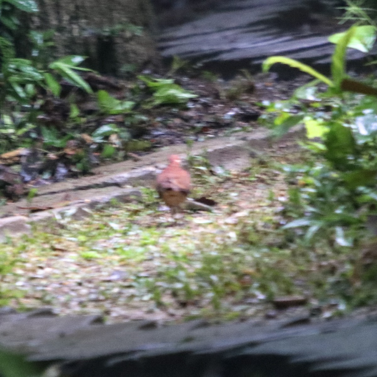 holub hnědočervený - ML136829941