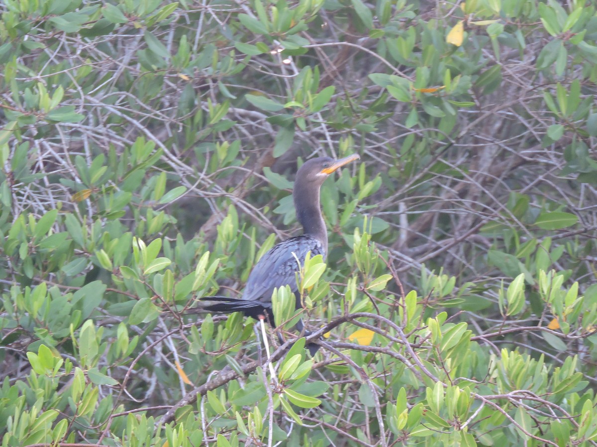 Neotropic Cormorant - ML136830221