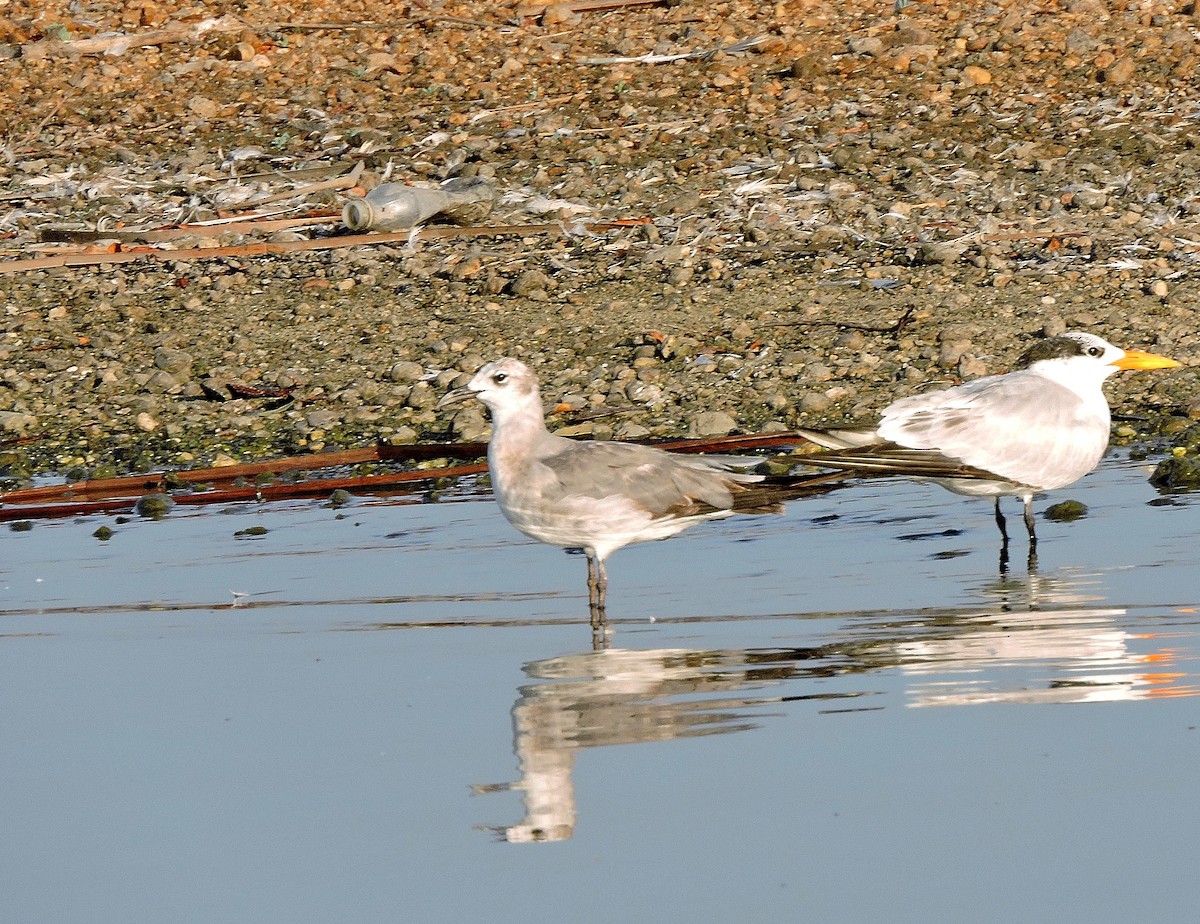 Mouette atricille - ML136831401