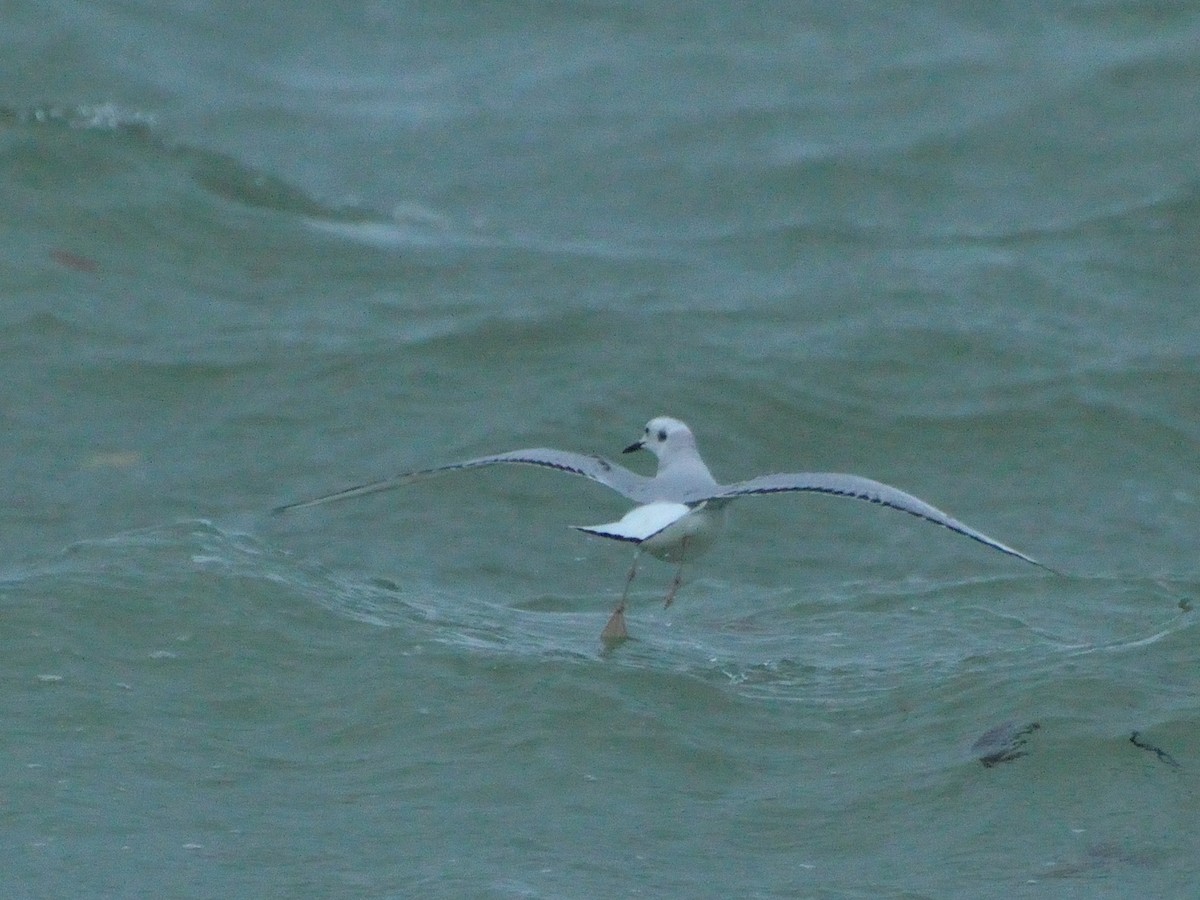 Mouette de Bonaparte - ML136832821