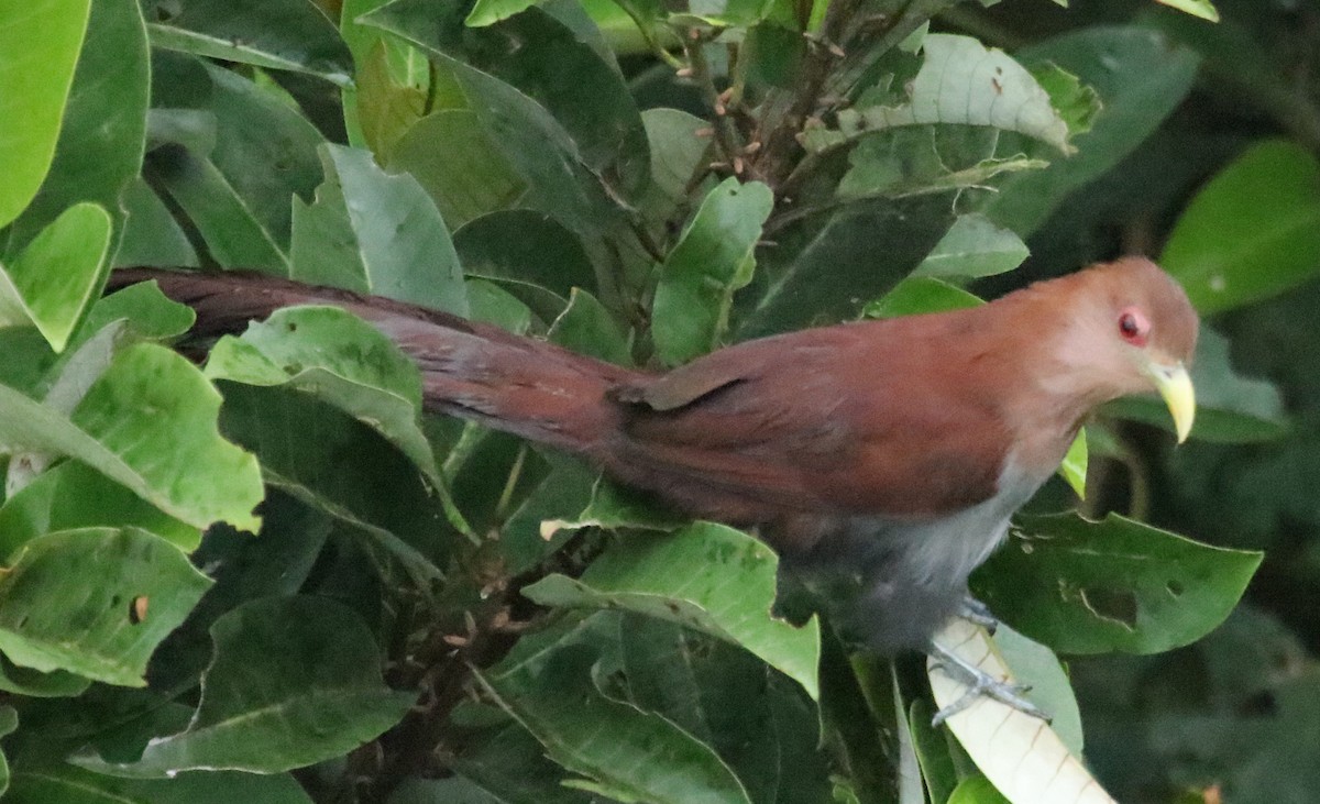 Squirrel Cuckoo - ML136832911