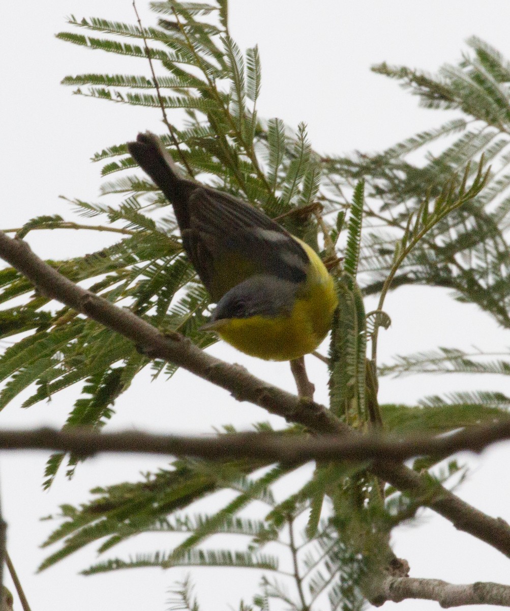 Tropical Parula - ML136833051