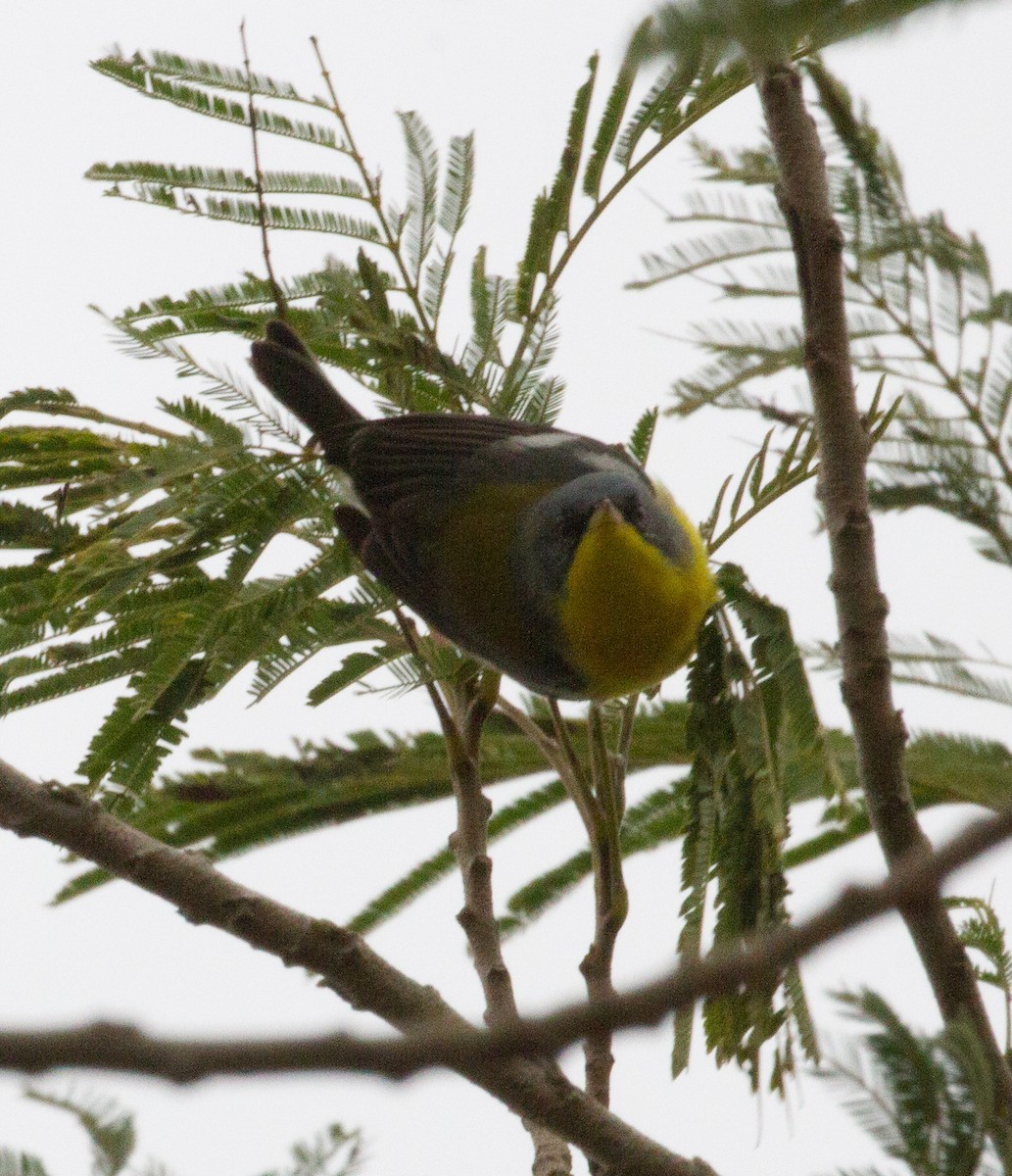 Tropical Parula - ML136833081