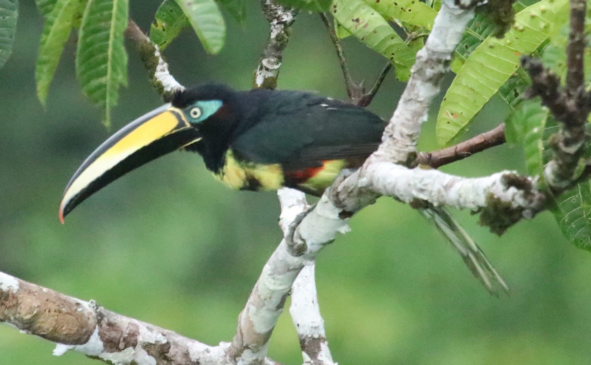 Many-banded Aracari - ML136833171