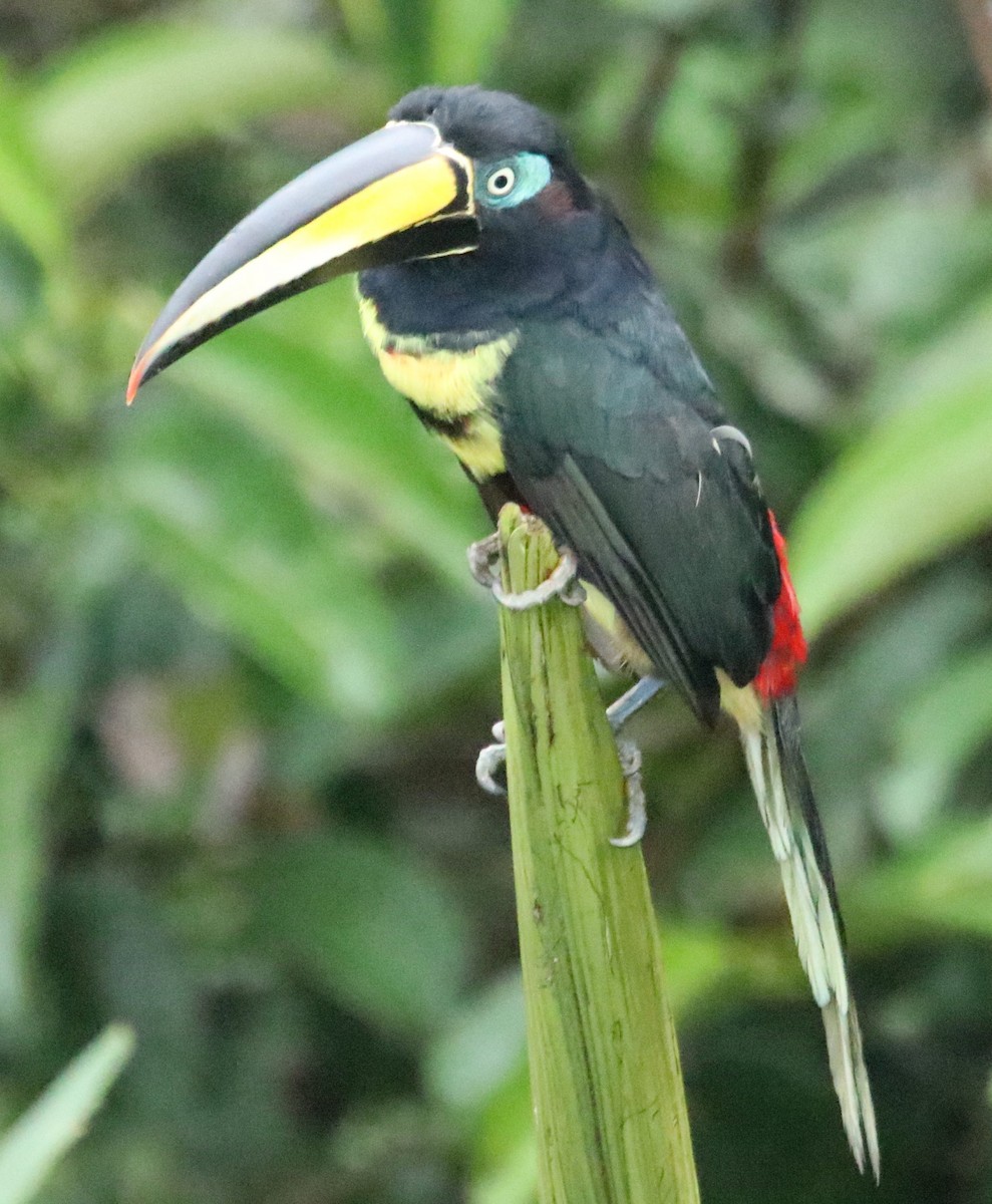 Many-banded Aracari - ML136833181